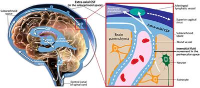 Frontiers | A Novel Method For High-Dimensional Anatomical Mapping Of ...